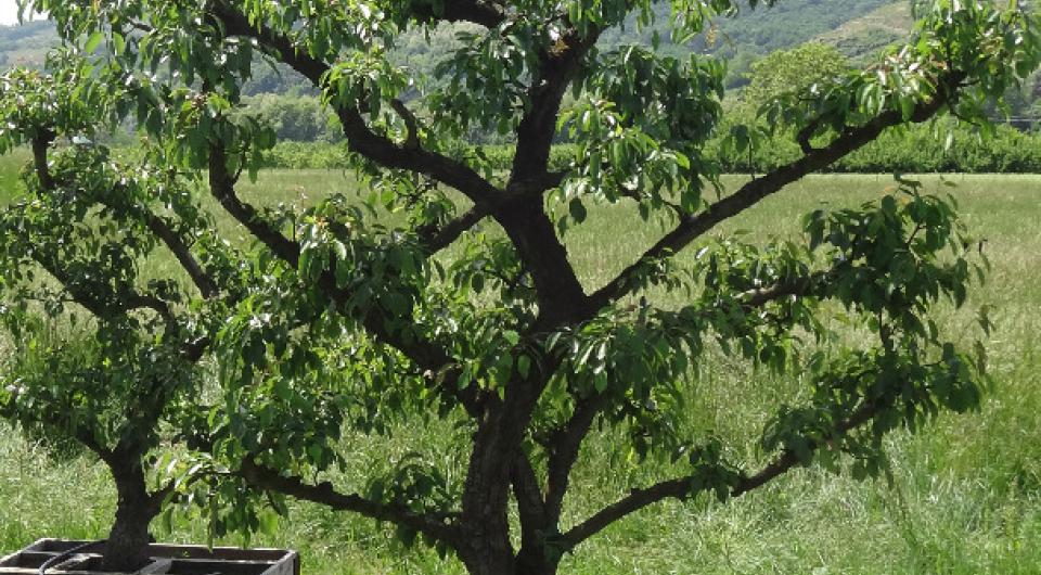 Pépinière Pyrus - Des arbres fruitiers d'exception 