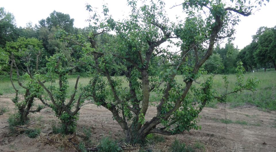 Pépinière Pyrus - Des arbres fruitiers d'exception 